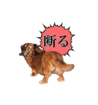 メタボ犬  シーズン2（個別スタンプ：11）