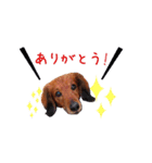 メタボ犬  シーズン2（個別スタンプ：13）