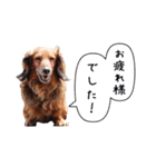 メタボ犬  シーズン2（個別スタンプ：14）