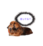 メタボ犬  シーズン2（個別スタンプ：15）