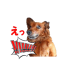 メタボ犬  シーズン2（個別スタンプ：16）