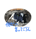 とかち村上牧場 酪農スタンプ（個別スタンプ：22）