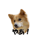 忠犬ココ（個別スタンプ：1）
