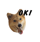 忠犬ココ（個別スタンプ：2）