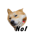 忠犬ココ（個別スタンプ：3）