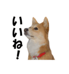 忠犬ココ（個別スタンプ：4）