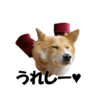 忠犬ココ（個別スタンプ：5）