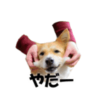 忠犬ココ（個別スタンプ：6）