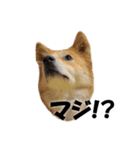 忠犬ココ（個別スタンプ：7）