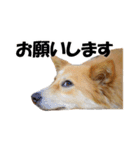 忠犬ココ（個別スタンプ：8）