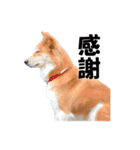 忠犬ココ（個別スタンプ：9）