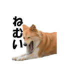 忠犬ココ（個別スタンプ：10）