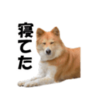 忠犬ココ（個別スタンプ：11）