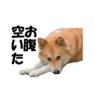 忠犬ココ（個別スタンプ：12）