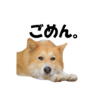 忠犬ココ（個別スタンプ：13）