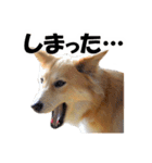 忠犬ココ（個別スタンプ：14）