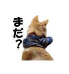 忠犬ココ（個別スタンプ：15）