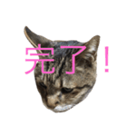 ゴチくんのスタンプ（個別スタンプ：27）