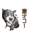 おださんちのちょこちゃん（個別スタンプ：5）