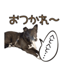 おださんちのちょこちゃん（個別スタンプ：6）