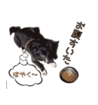 おださんちのちょこちゃん（個別スタンプ：8）