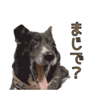 おださんちのちょこちゃん（個別スタンプ：9）