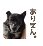 おださんちのちょこちゃん（個別スタンプ：14）