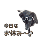 おださんちのちょこちゃん（個別スタンプ：16）