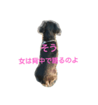 真っ黒ゆずちゃん（個別スタンプ：1）