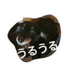 真っ黒ゆずちゃん（個別スタンプ：11）