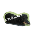 真っ黒ゆずちゃん（個別スタンプ：16）