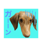 愛犬ギンちゃんのスタンプ②（個別スタンプ：7）