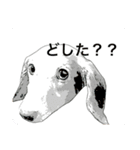 愛犬ギンちゃんのスタンプ②（個別スタンプ：8）