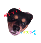 チャコ・あずき・ムーの笑顔（個別スタンプ：1）