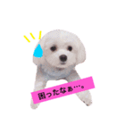チャコ・あずき・ムーの笑顔（個別スタンプ：5）