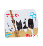 チャコ・あずき・ムーの笑顔（個別スタンプ：21）