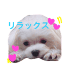 チャコ・あずき・ムーの笑顔（個別スタンプ：27）