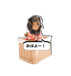 ダックスフンド 我が家の愛犬001（個別スタンプ：1）