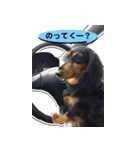 ダックスフンド 我が家の愛犬001（個別スタンプ：2）