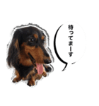 ダックスフンド 我が家の愛犬001（個別スタンプ：3）