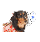 ダックスフンド 我が家の愛犬001（個別スタンプ：4）