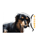 ダックスフンド 我が家の愛犬001（個別スタンプ：6）