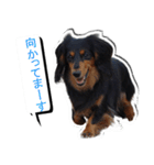 ダックスフンド 我が家の愛犬001（個別スタンプ：7）