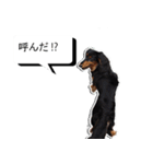 ダックスフンド 我が家の愛犬001（個別スタンプ：8）