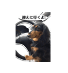 ダックスフンド 我が家の愛犬001（個別スタンプ：9）
