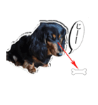 ダックスフンド 我が家の愛犬001（個別スタンプ：11）