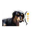 ダックスフンド 我が家の愛犬001（個別スタンプ：12）