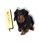 ダックスフンド 我が家の愛犬001（個別スタンプ：13）