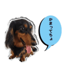 ダックスフンド 我が家の愛犬001（個別スタンプ：14）
