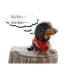 ダックスフンド 我が家の愛犬001（個別スタンプ：15）